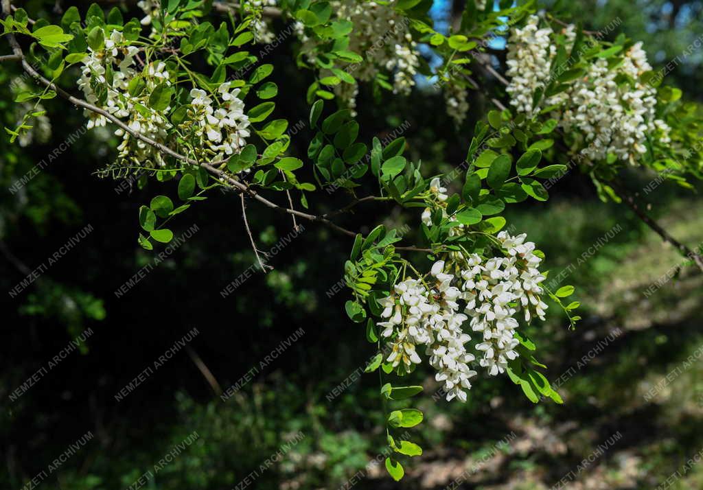 Természet - Akácvirágzás