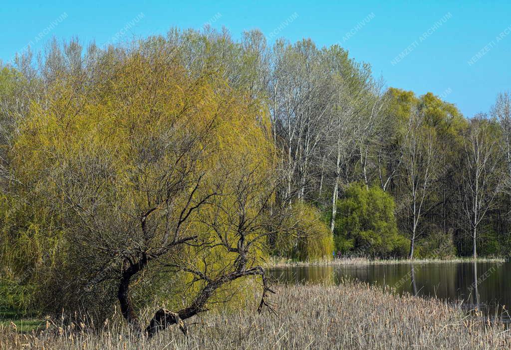 Tájkép - Vekeri-tó