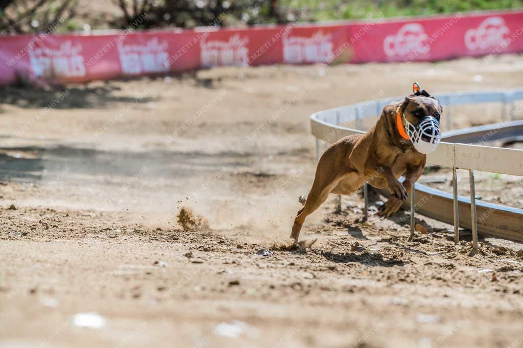 Sport - Isaszegi Agárpálya