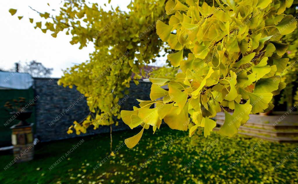 Természet - Páfrányfenyő