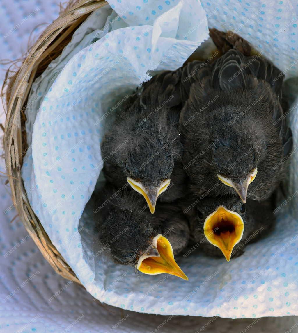 Állatvédelem - Madárfiókák gondozása a Hortobágyi Madárkórházban