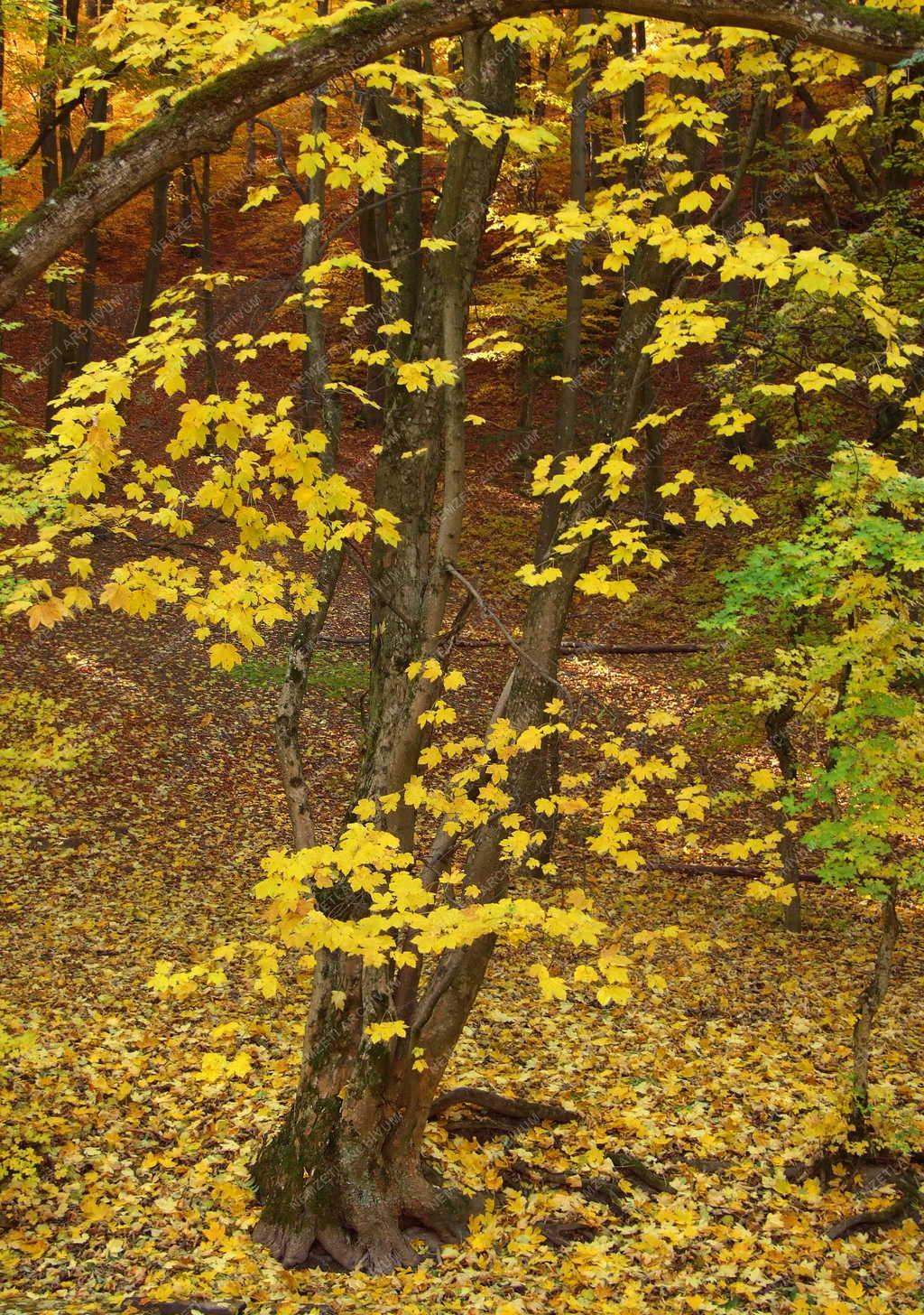 Természet - Ősz a Bükkben - Lombhullató fa