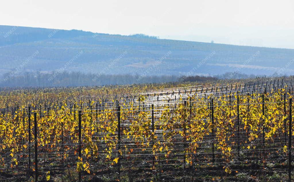 Mezőgazdaság - Szőlőültetvények Tokaj-Hegyalján