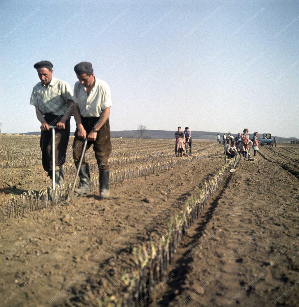 Mezőgazdaság - Szőlőiskolázás