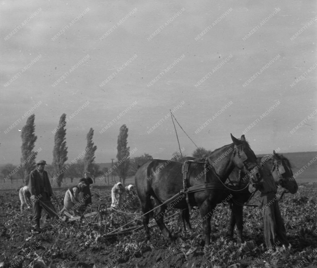 Mezőgazdaság - Cukorrépaszedés a Soproni Állami Gazdaságban