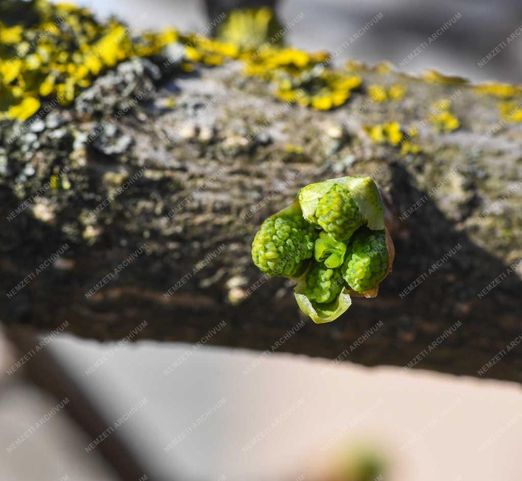 Természet - Debrecen - Tavaszi rügyfakadás