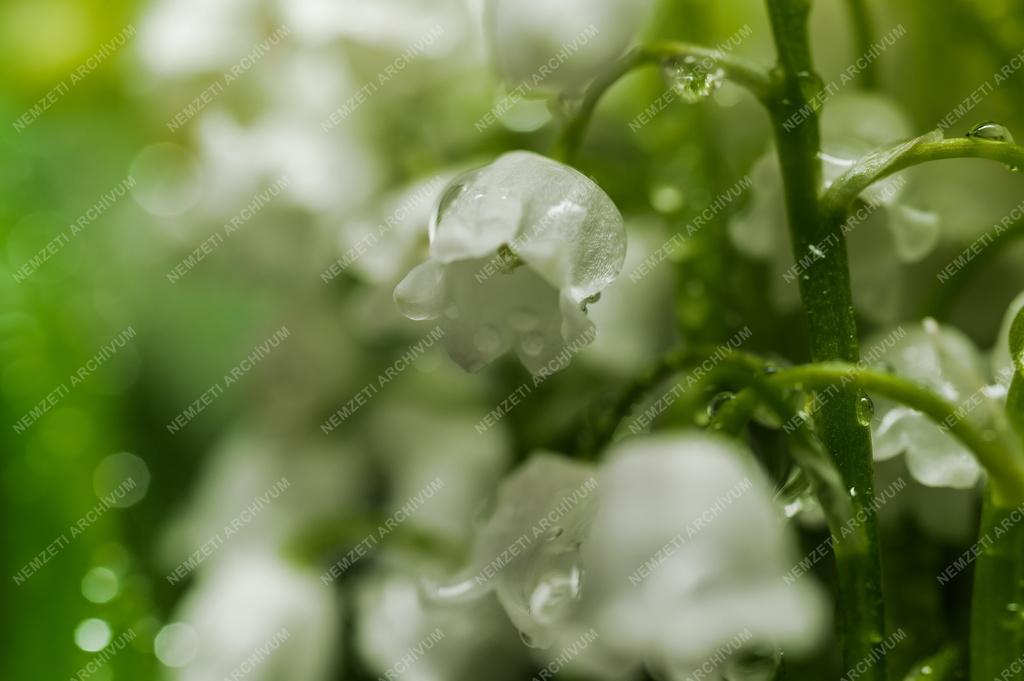 Természet - Gyöngyvirág