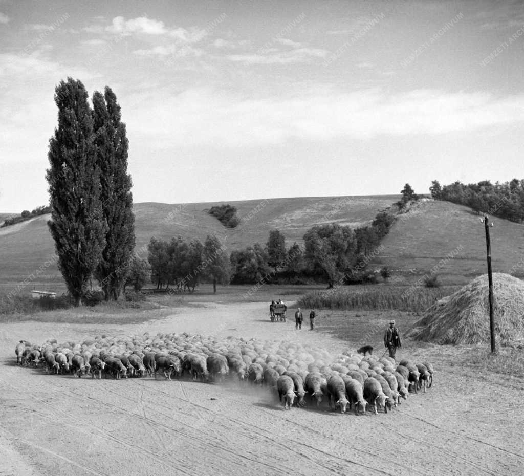 Állattenyésztés - Juhtenyésztés Pest megyében