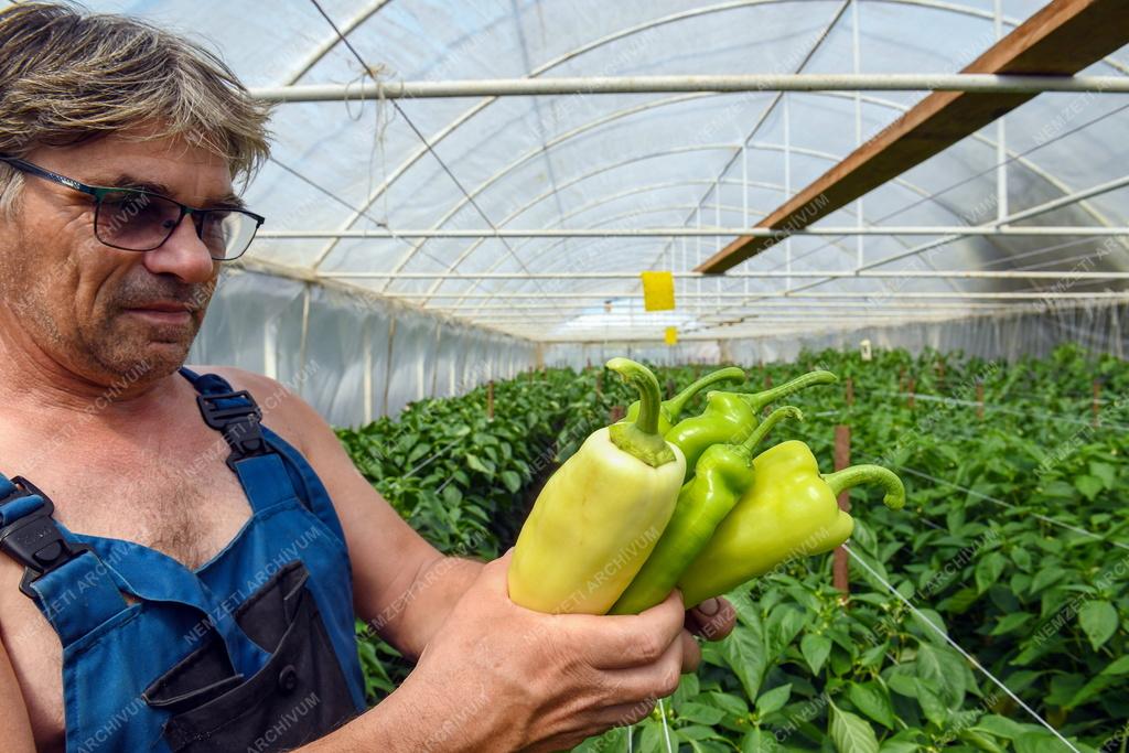 Mezőgazdaság - Primőr paprika Ebesről
