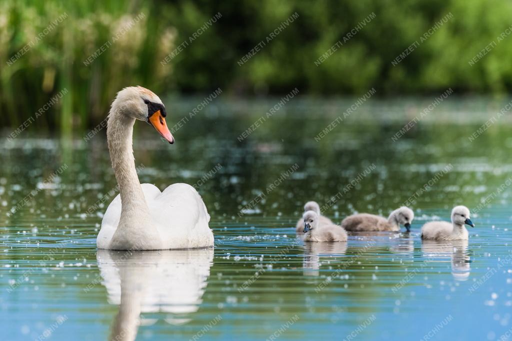 Természet - Bütykös hattyú és fiókái