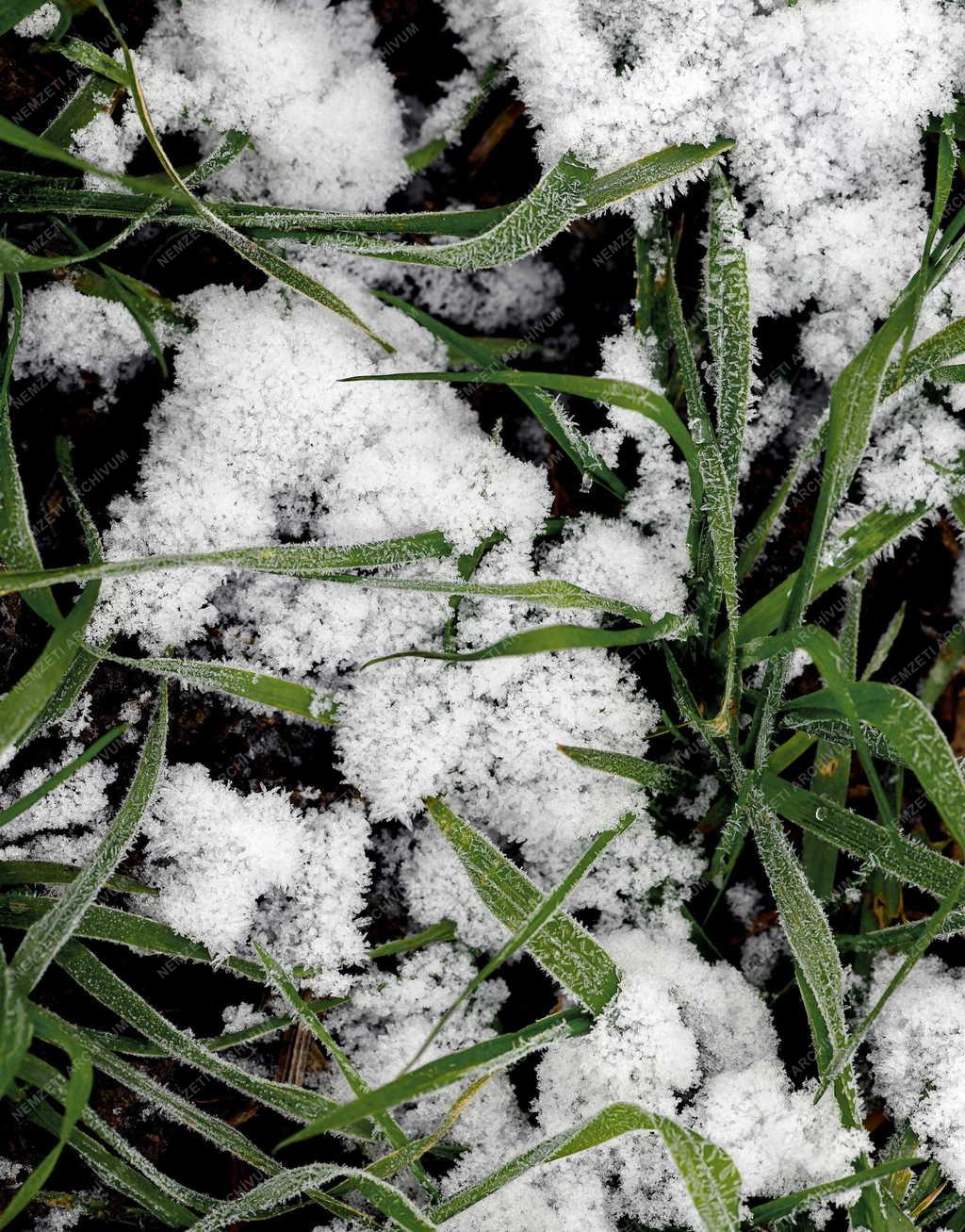 Mezőgazdaság - Telelő gabonák