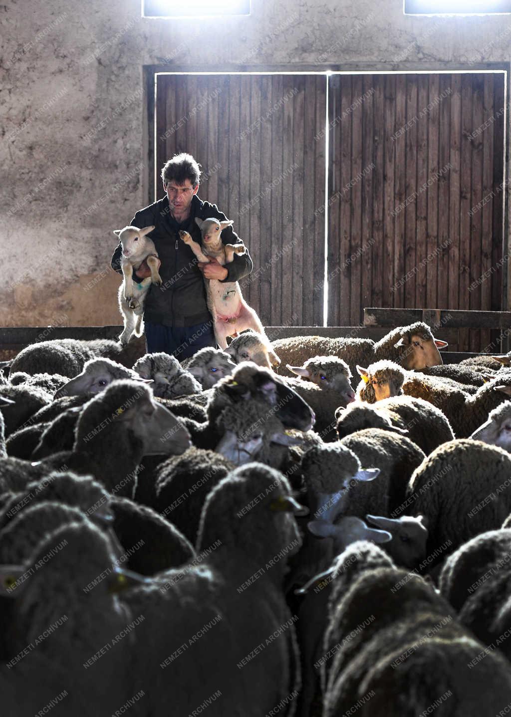 Állattartás - Hortobágy - Születnek a bárányok 