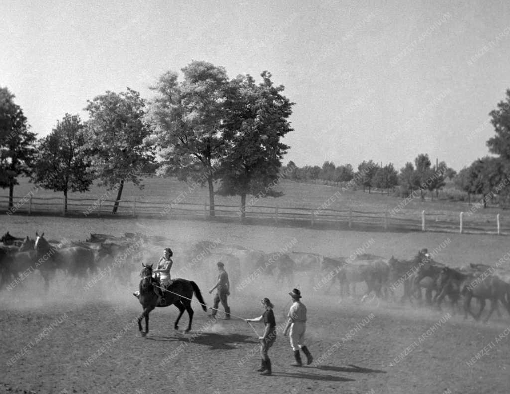 Mezőgazdaság - Állattartás - Csikójáratás