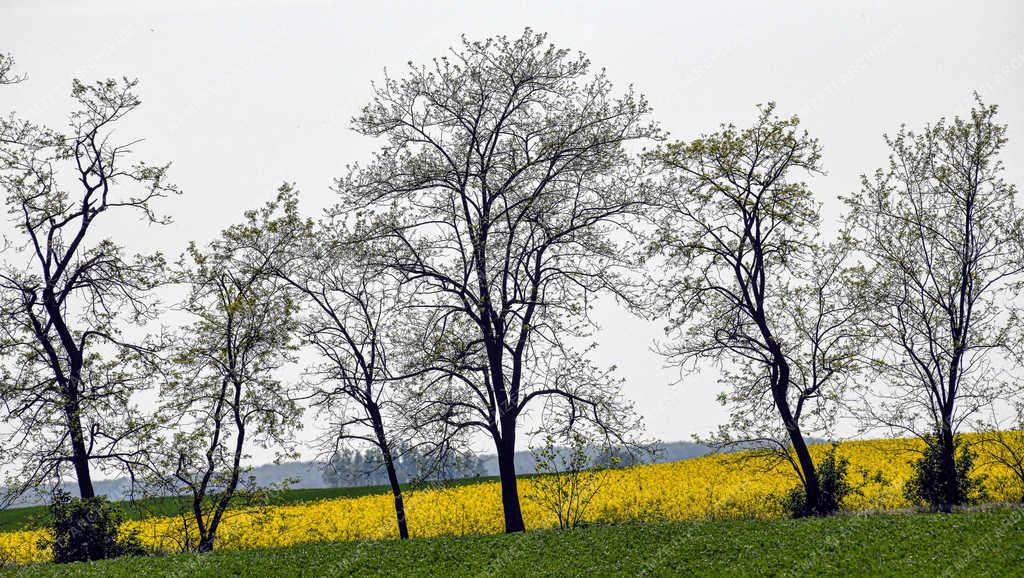 Mezőgazdaság -  Debrecen - Tavaszi szántóföldi növények