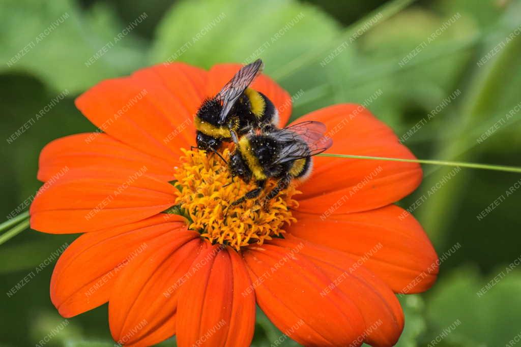 Természet - Budapest - Poszméh