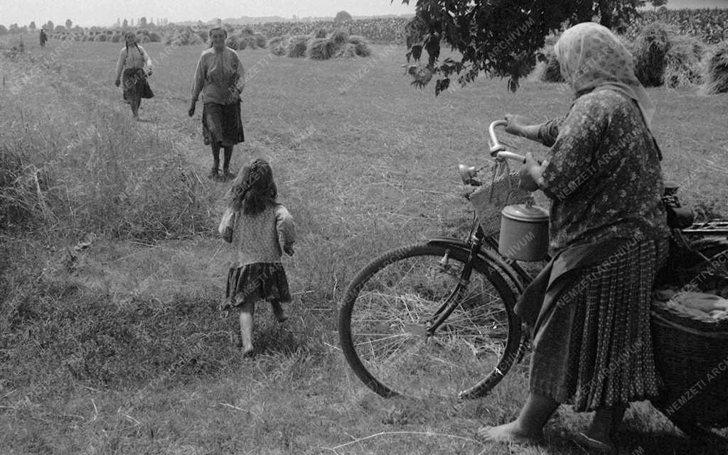A szerző válogatása - Kepes János egyéni gazda