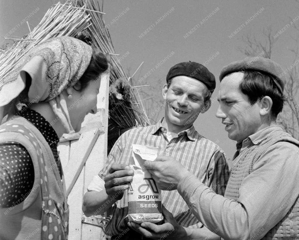 Mezőgazdaság - Dinnyepalántázás az albertirsai Szabadság Tsz-ben