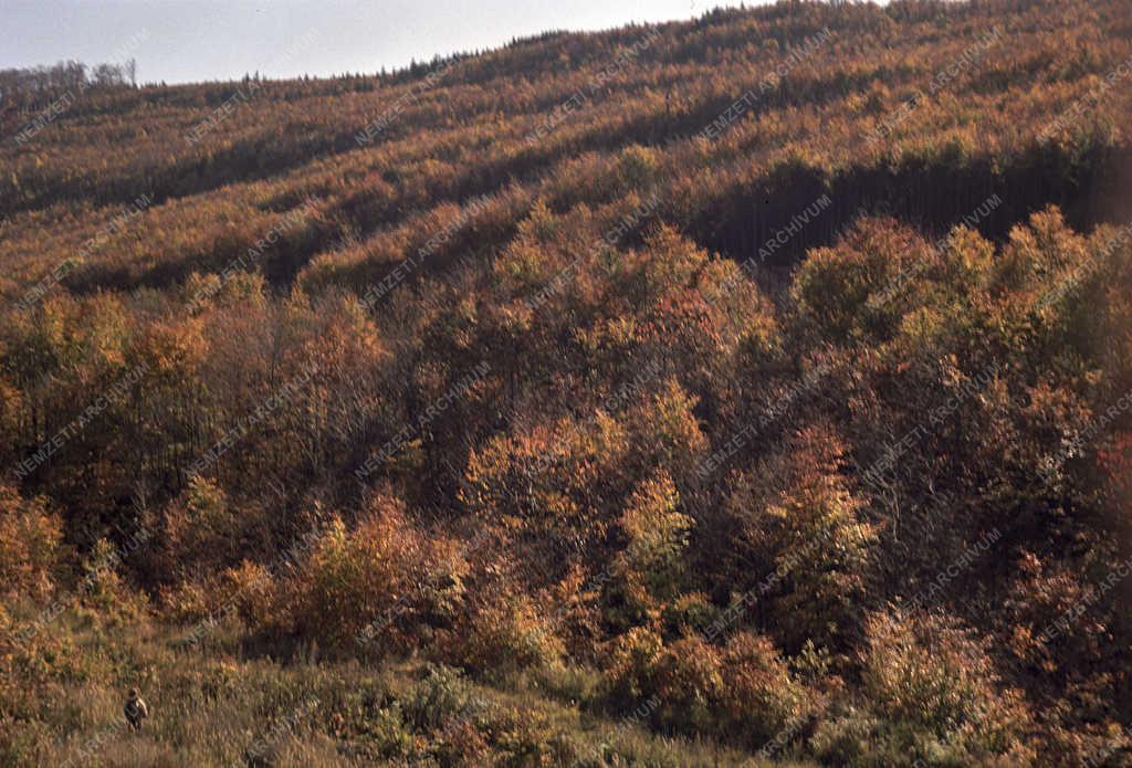 Tájkép - Őszi Mátra