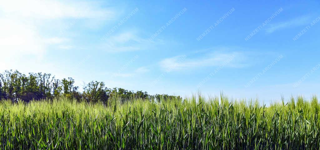 Mezőgazdaság - Debrecen - Tavaszi szántóföldi növények