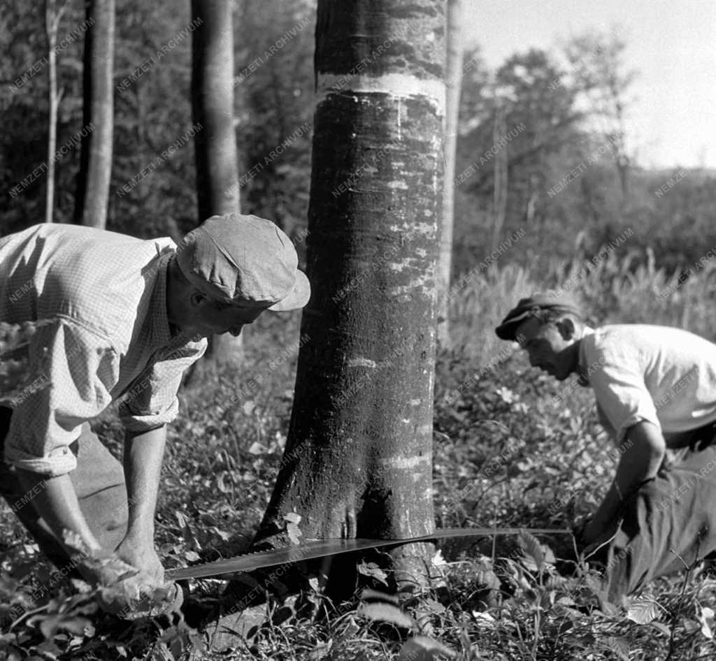 Mezőgazdaság - Erdőirtás a Pápai Erdőgazdaságban