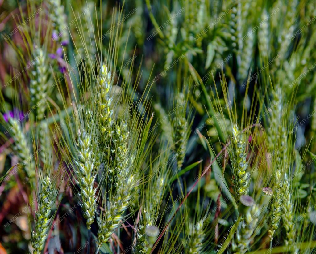 Mezőgazdaság - Érik a gabona Polgárnál