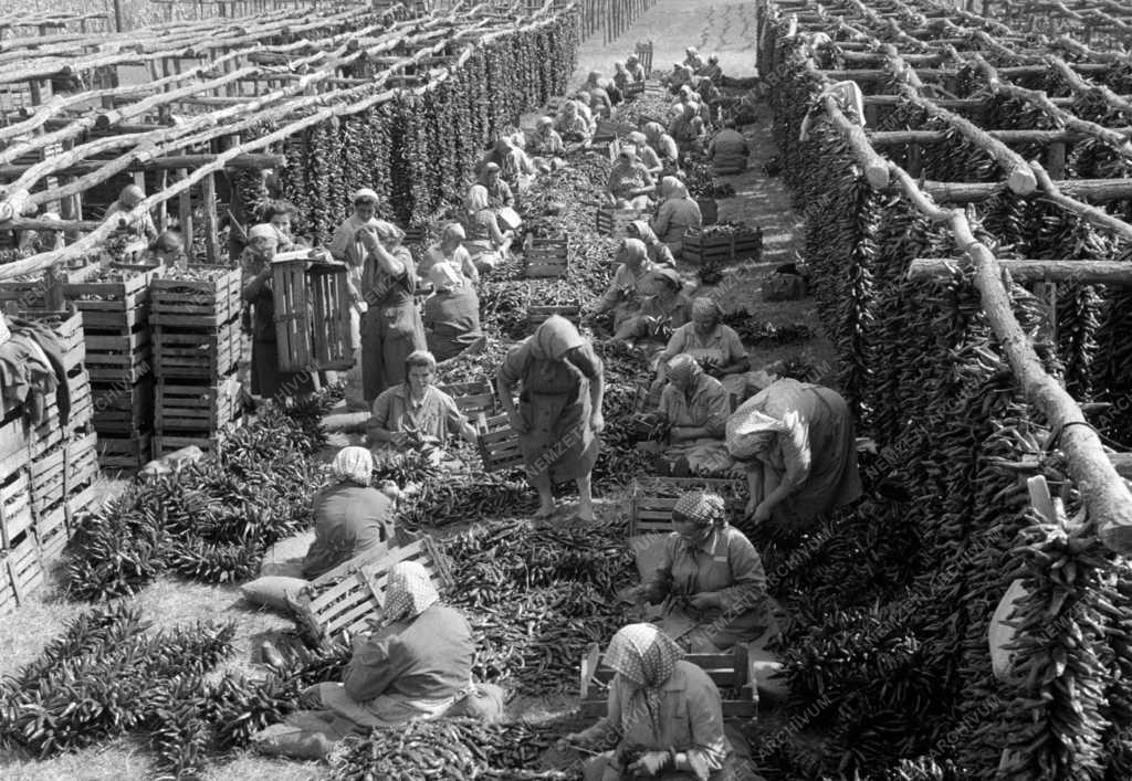 Ipar - Szegedi Paprikafeldolgozó Vállalat 