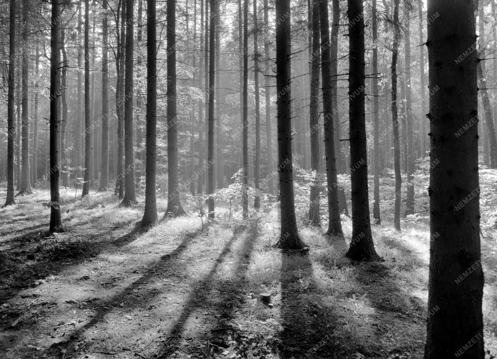 Természet - Erdő részlet