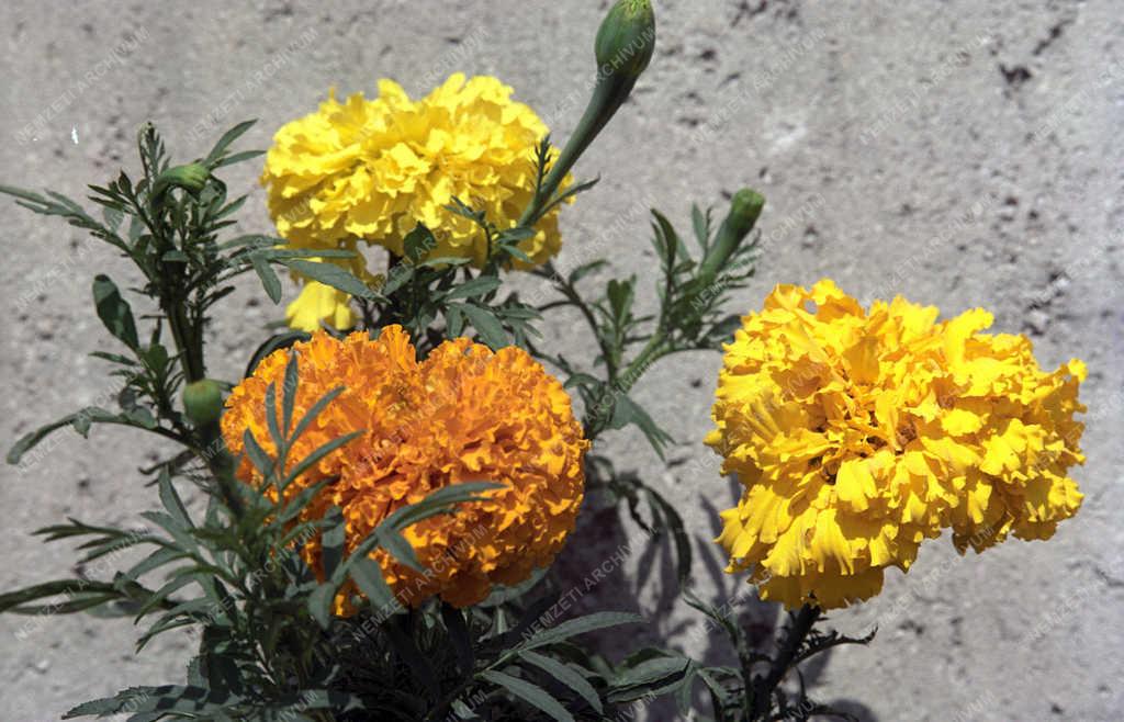 Természet - Virágok