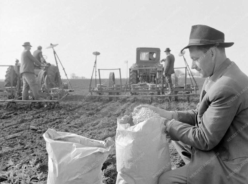 Mezőgazdaság - Növénytermesztés - Kukoricavetés