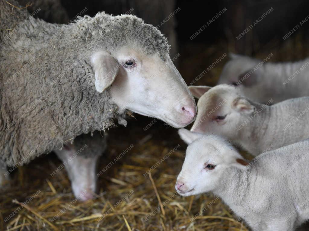 Állattartás - Hortobágy - Születnek a bárányok 
