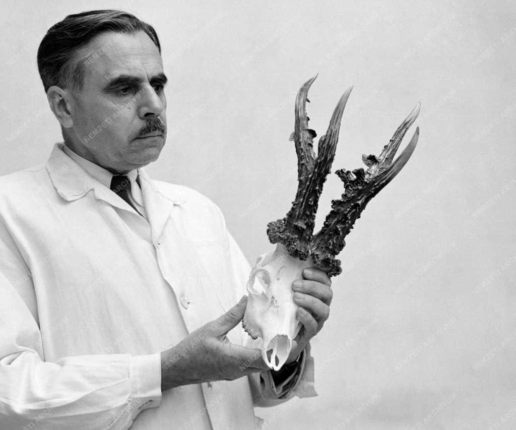 Mezőgazdaság - Érdekesség - Őzbak agancs világrekorder Magyarországon