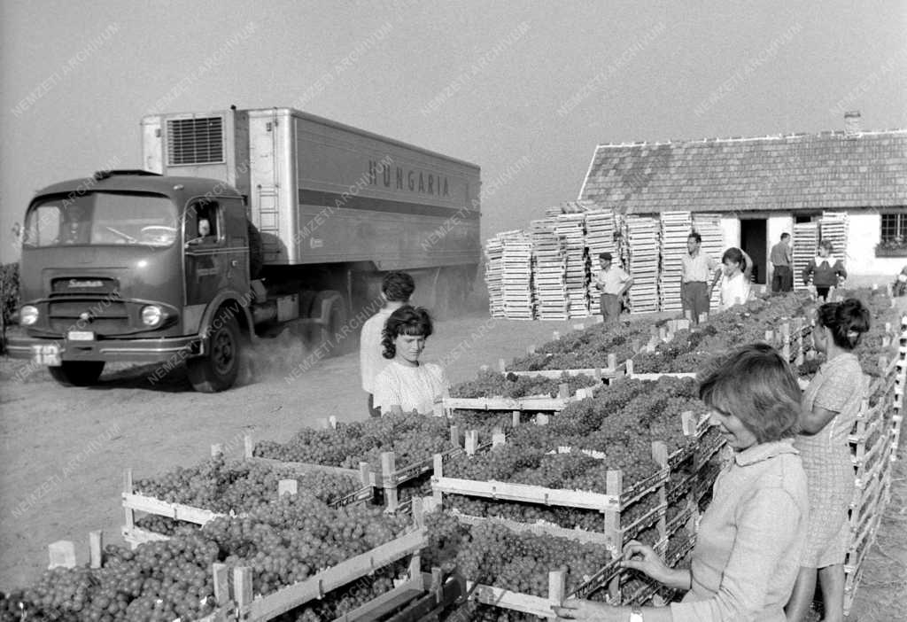 Mezőgazdaság - Szőlőszüret a Balatonboglári Állami Gazdaságban