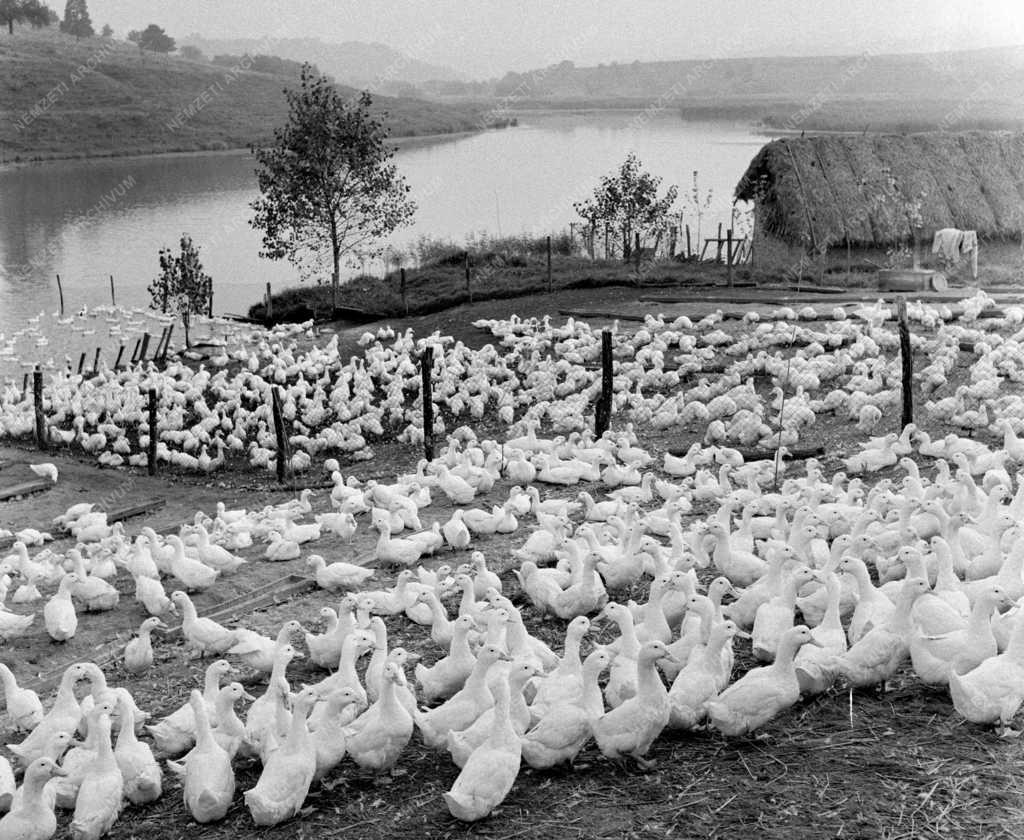 Mezőgazdaság - Kacsatenyésztés a balatonendrédi Zöld Mező Tsz-ben