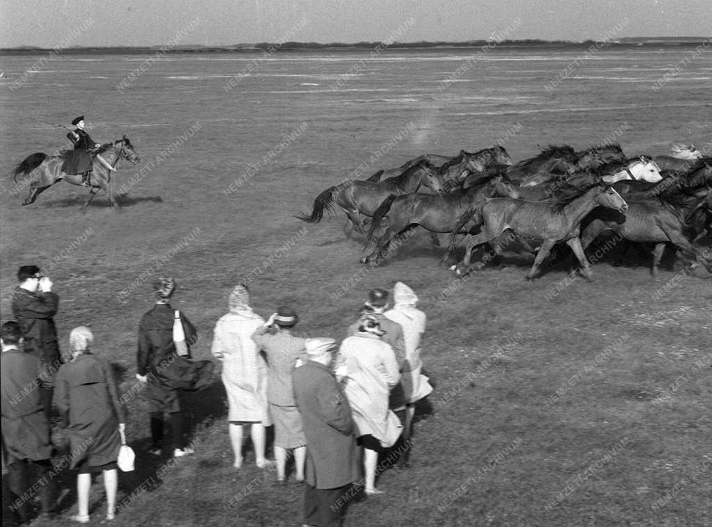 A szerző válogatása - Nyári idegenforgalom a Hortobágyon