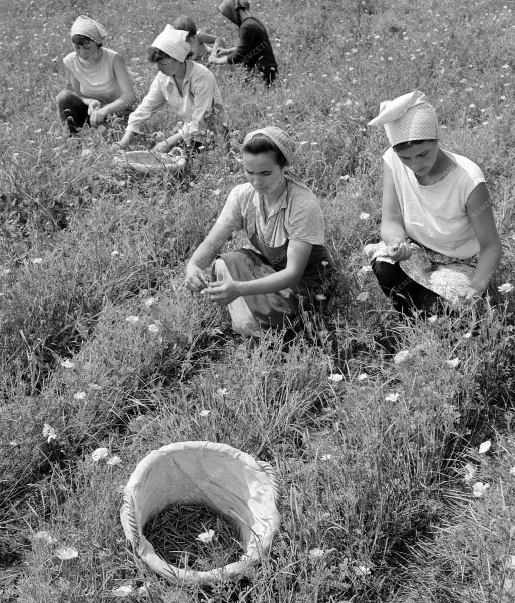 Mezőgazdaság - Virágmag export Újszászról