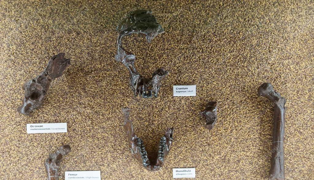 Kultúra - Miskolc - Új kiállítóhely - Pannon-tenger Múzeum