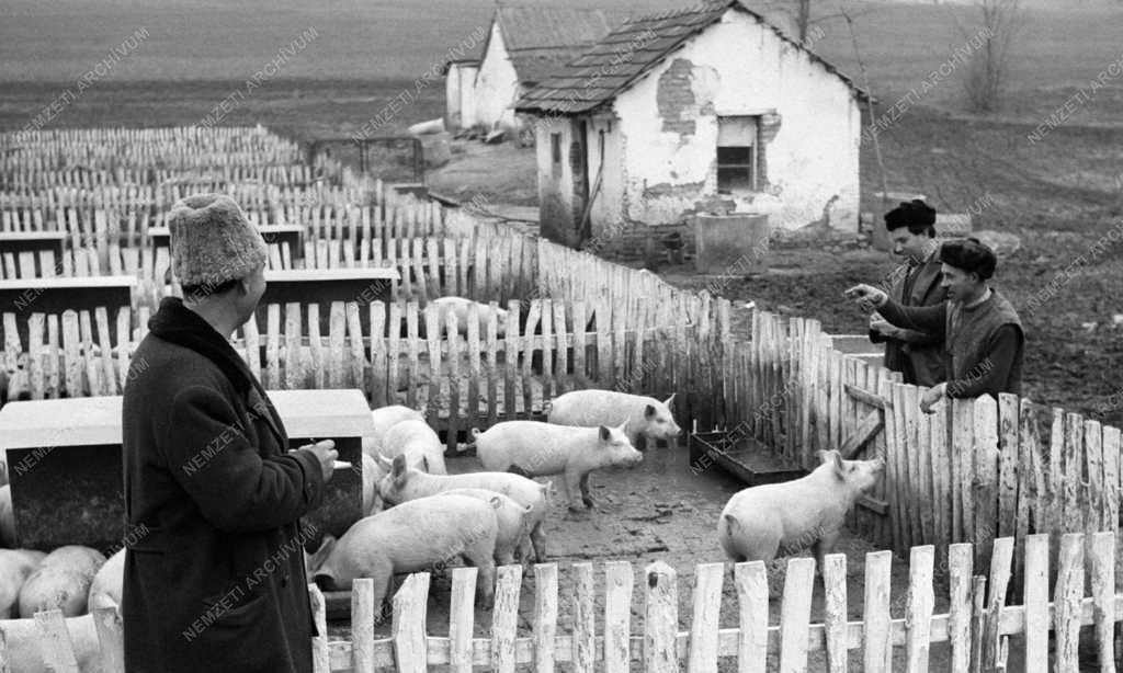 Mezőgazdaság - Zárszámadásra készülnek a Mezőföld Termelőszövetkezetben