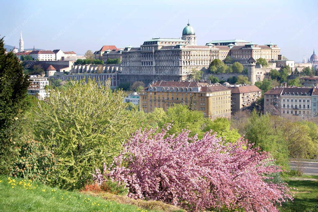 Budapest -  Tabán - Virágzó cserje