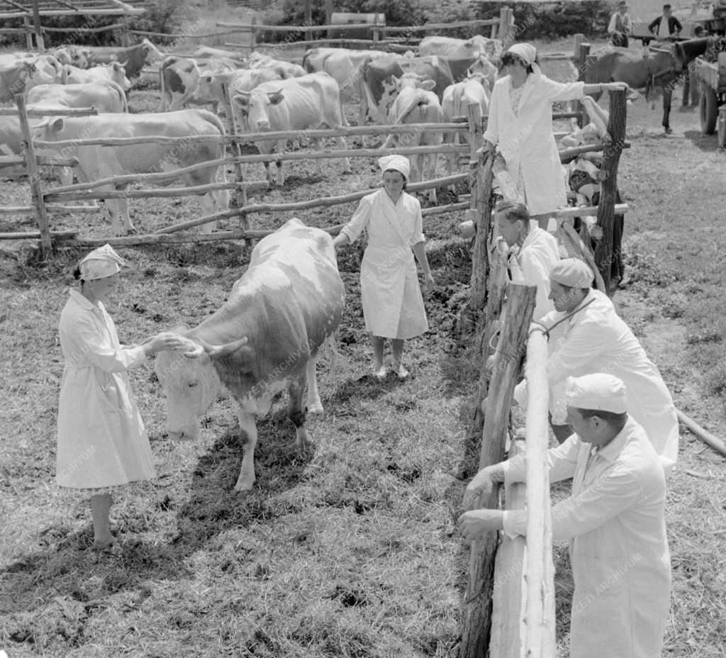 Mezőgazdaság - Női brigádvezető az üllői Kossuth Tsz-ben