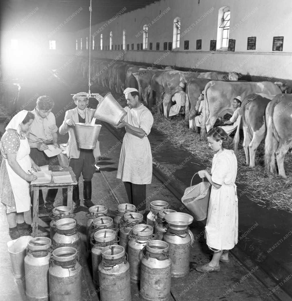 Mezőgazdaság - Állattenyésztés