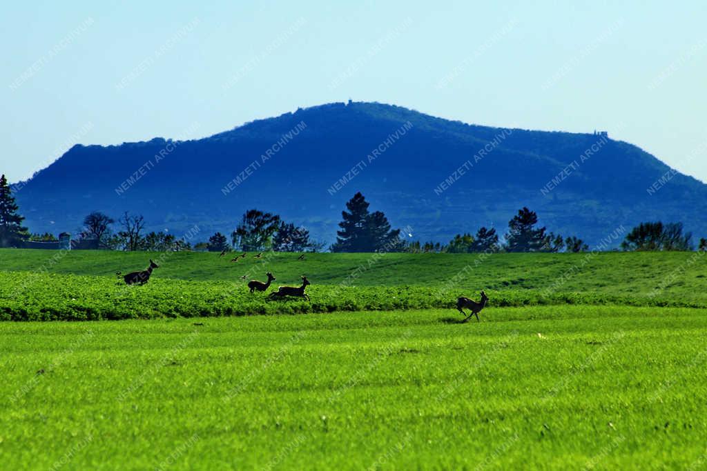 Természet - Ganna - Somlói látkép