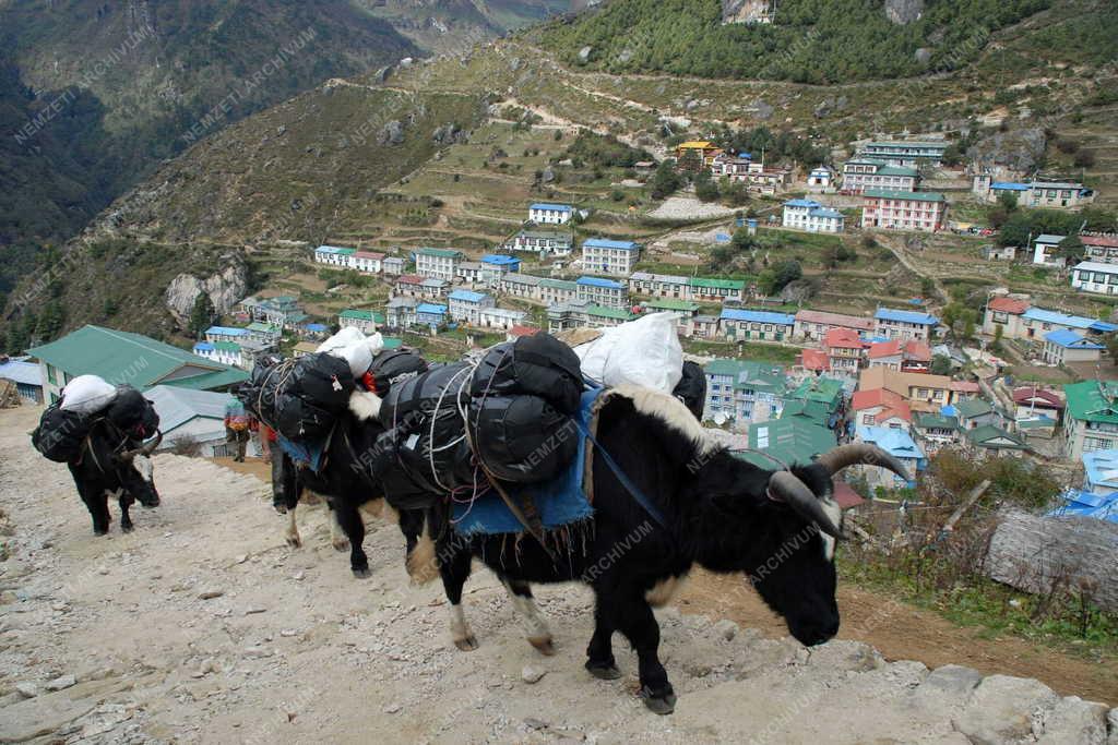 Nepál - Namche Bazaar - Teherszállítás állatokkal