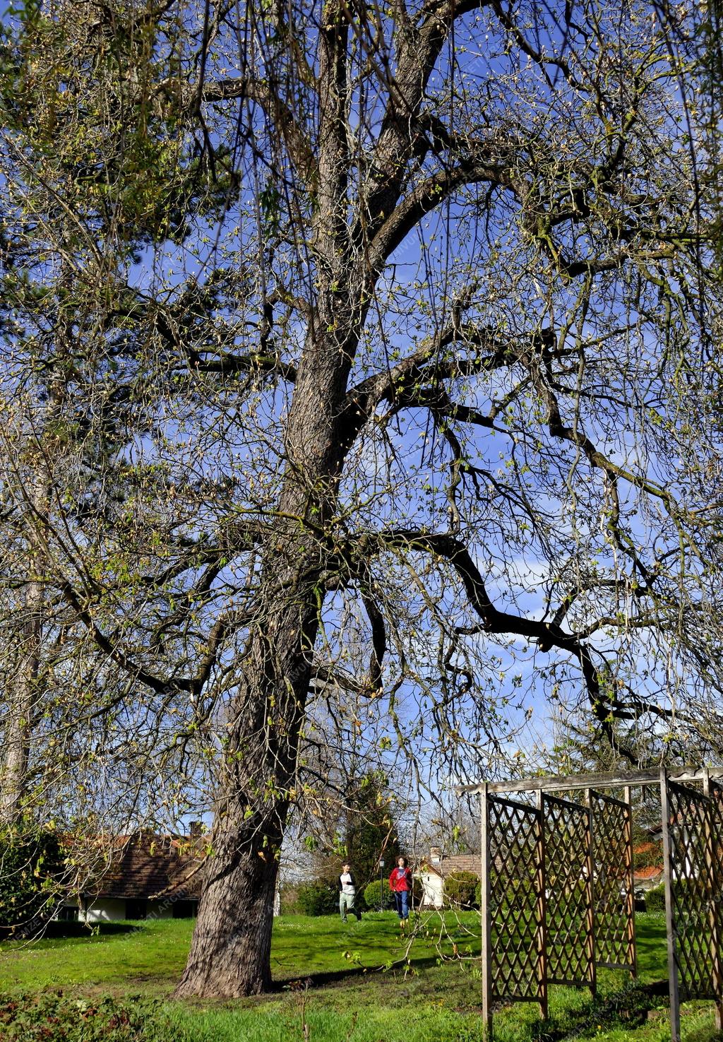 Település - Felsőmocsolád - Kacskovics–Bánó-kastély parkja