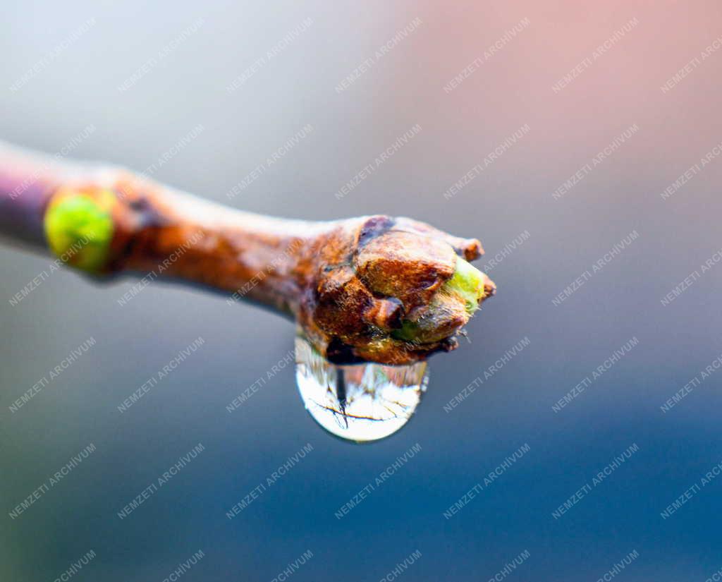 Időjárás - Természet - Tavaszi eső cseppje a növény rügyén