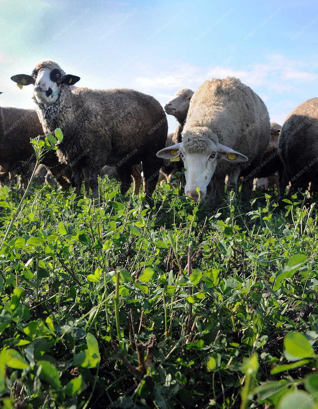 Állattenyésztés - Hortobágy - Őszi legeltetés