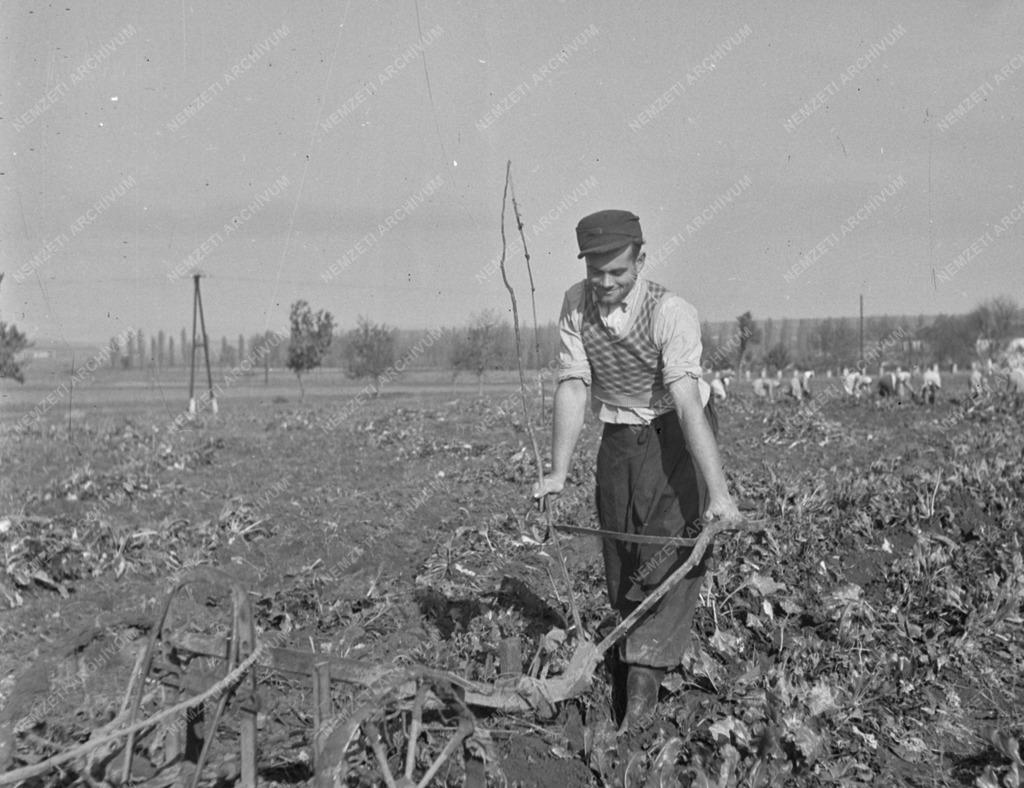 Mezőgazdaság - Cukorrépaszedés a Soproni Állami Gazdaságban