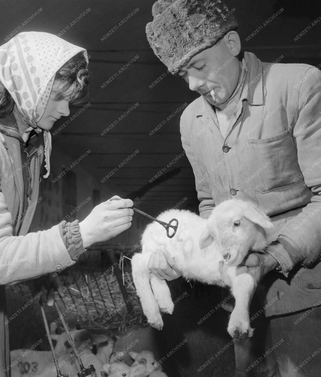Mezőgazdaság - Lajtahansági Állami Gazdaság