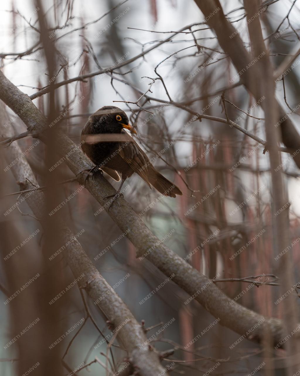 Természet - Állatvilág - Fekete rigó