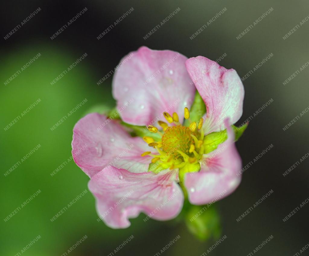 Természet - Kerti virág