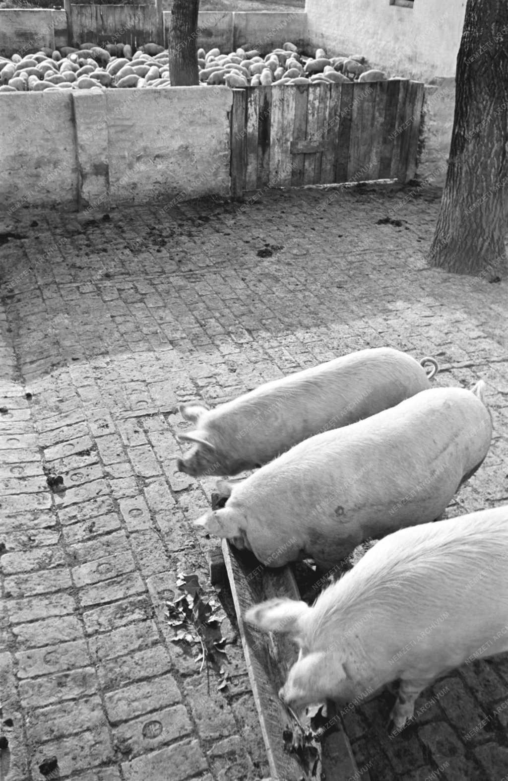 Mezőgazdaság - A dánszentmiklósi Micsurin Tsz.